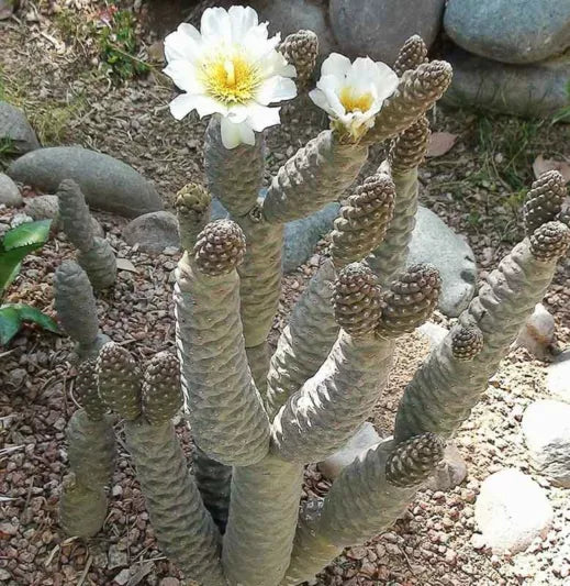 Pine Cone Cactus Cutting – Live Unrooted Succulent (Tephrocactus Articulatus), Fresh Segment Ready to Grow & Propagate