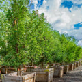Pithecellobium flexicaule Seeds – Texas Ebony, Rare Ornamental Tree, Drought-Tolerant Shade Tree (10 Seeds)