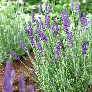 Live Vera Lavender Plant – Lavandula angustifolia in 1 Pint Pot, Fragrant Perennial Herb, Drought Tolerant, Bee Friendly