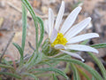 Townsendia fendleri Seeds – Fendler’s Easter Daisy, Rare Alpine Wildflower, Low-Growing Perennial (100 Seeds)