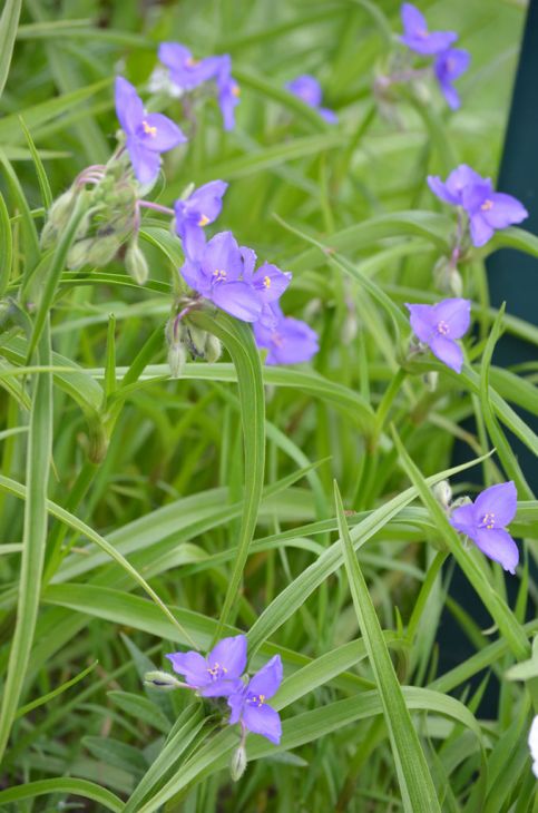 150 Tradescantia bracteata Seeds | Prairie Spiderwort | Native Perennial Wildflower for Pollinators & Prairie Gardens