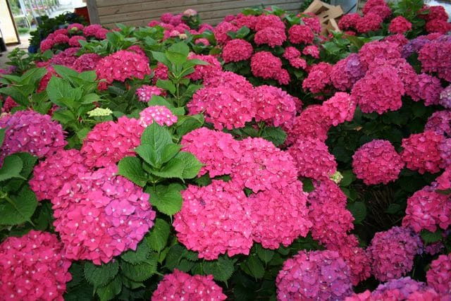 5 Organic Red Geranium Unrooted Cuttings 5-8" - Fresh, Easy to Root, Pelargonium - Vibrant Red Blooms, for Garden, Pots, or Hanging Baskets