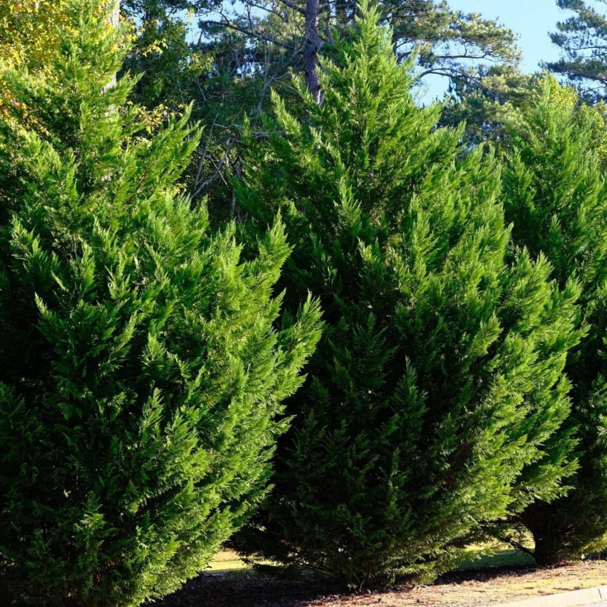 Leyland Cypress Cuttings, 10 Fresh Clippings, Evergreen Privacy Screen, USDA Zones 6-10, Fast Growth