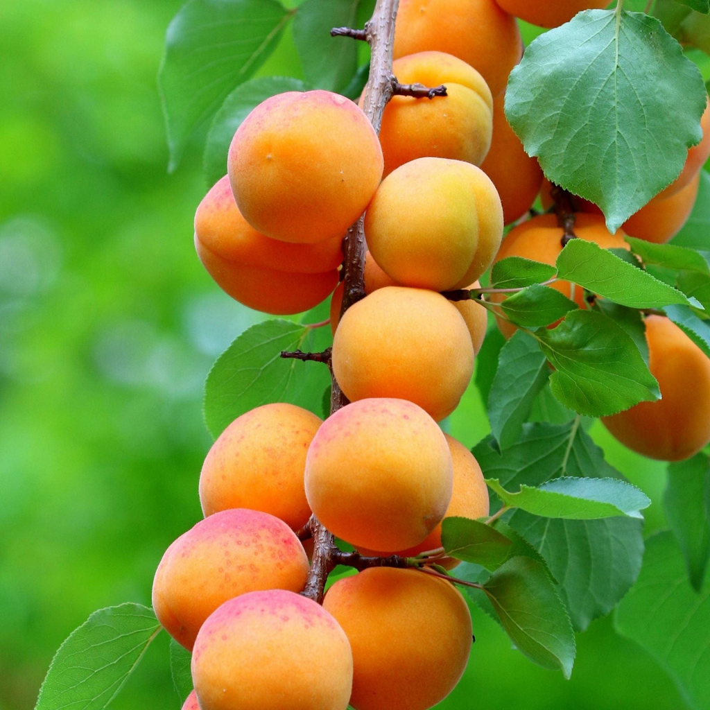 Apricot Tree Cuttings - 3 Pack - 6" Each - Rooting/Grafting Scion Wood - Fresh & Viable - Fruit Tree Propagation - Free Instructions