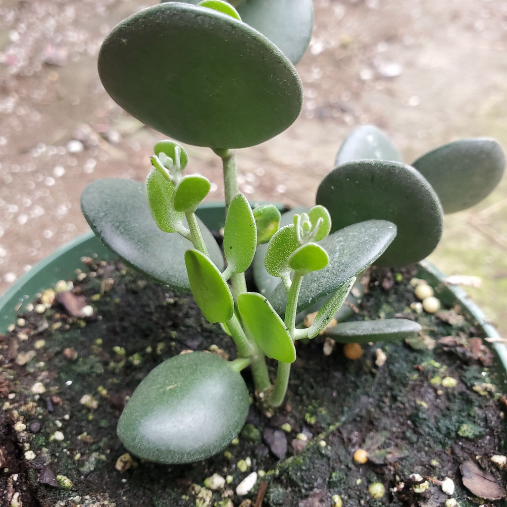 Xerosicyos danguyi Plant, Silver Dollar Vine, 4" Potted Cutting, Succulent Climber, USDA Zones 10-11