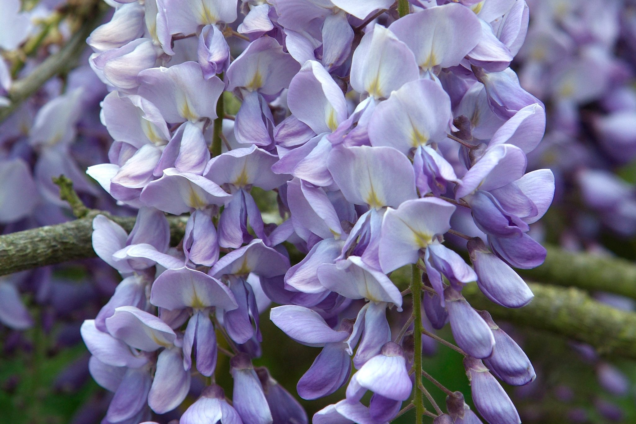 10 Hardy Purple Wisteria Unrooted Cuttings 6" - Wisteria Sinensis for Garden, Vines, and Pergolas