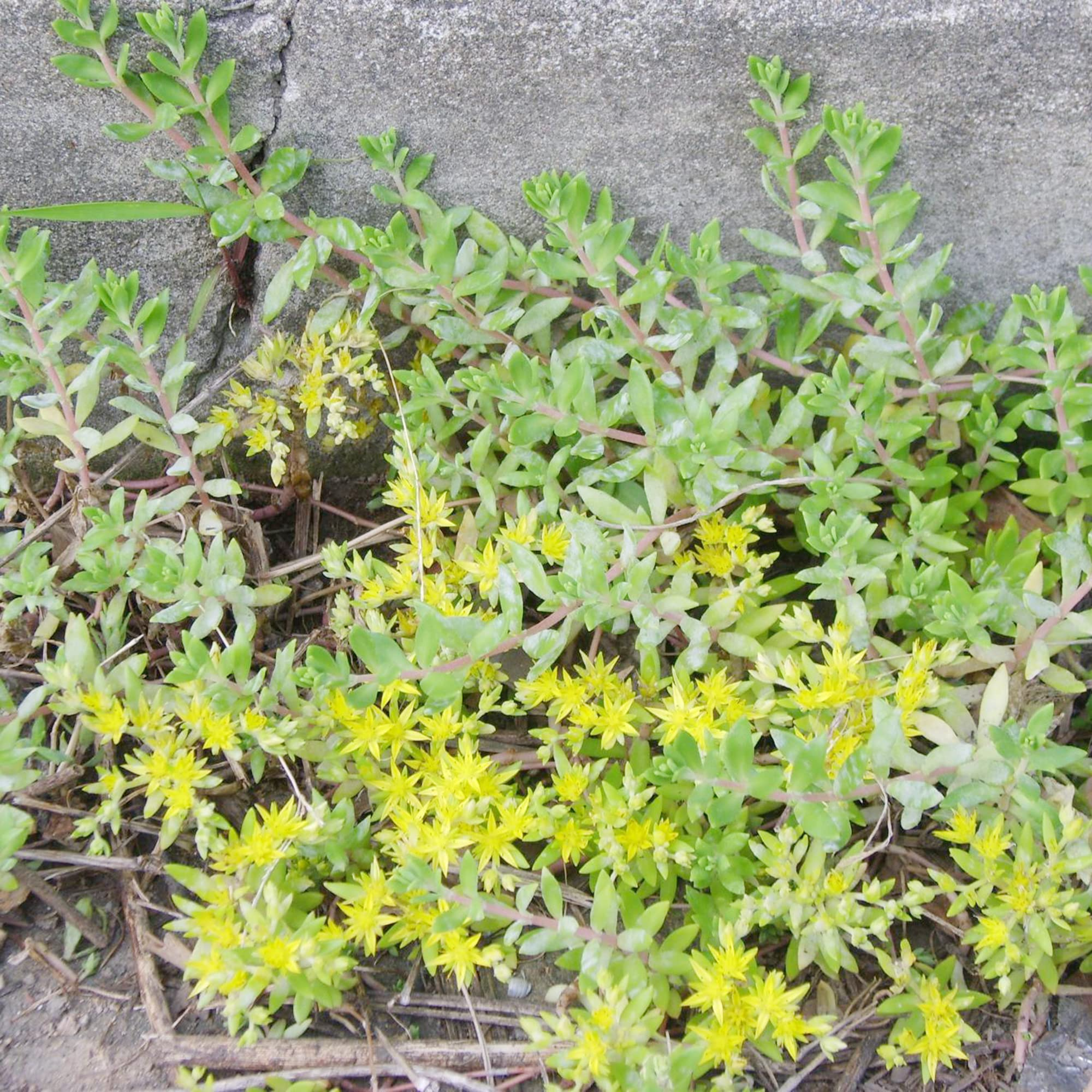 Gold Moss Sedum Cuttings - 20 Live Cuttings, Sedum sarmentosum, Perennial Ground Cover