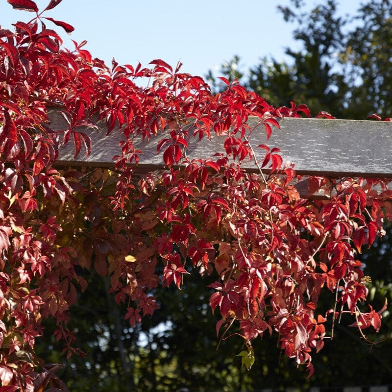 Virginia Creeper Perennial Rooted Cuttings 5"-8" - Parthenocissus quinquefolia, Hardy Vine, Fast-Growing, Ground Cover, Outdoor Garden Plant