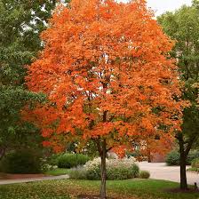 1 Sugar Maple Tree - Acer saccharum | 12–18” Live Bare Root Starter Tree | Sweet Maple for Shade, Color & Landscapes