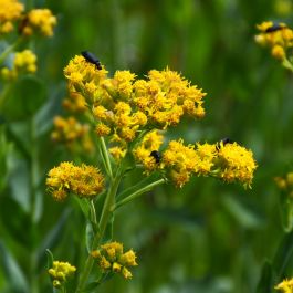 5 Goldenrod Plants - Bare Root Solidago nemoralis | Native Wildflower | Pollinator-Friendly | Monarch Butterfly Plant