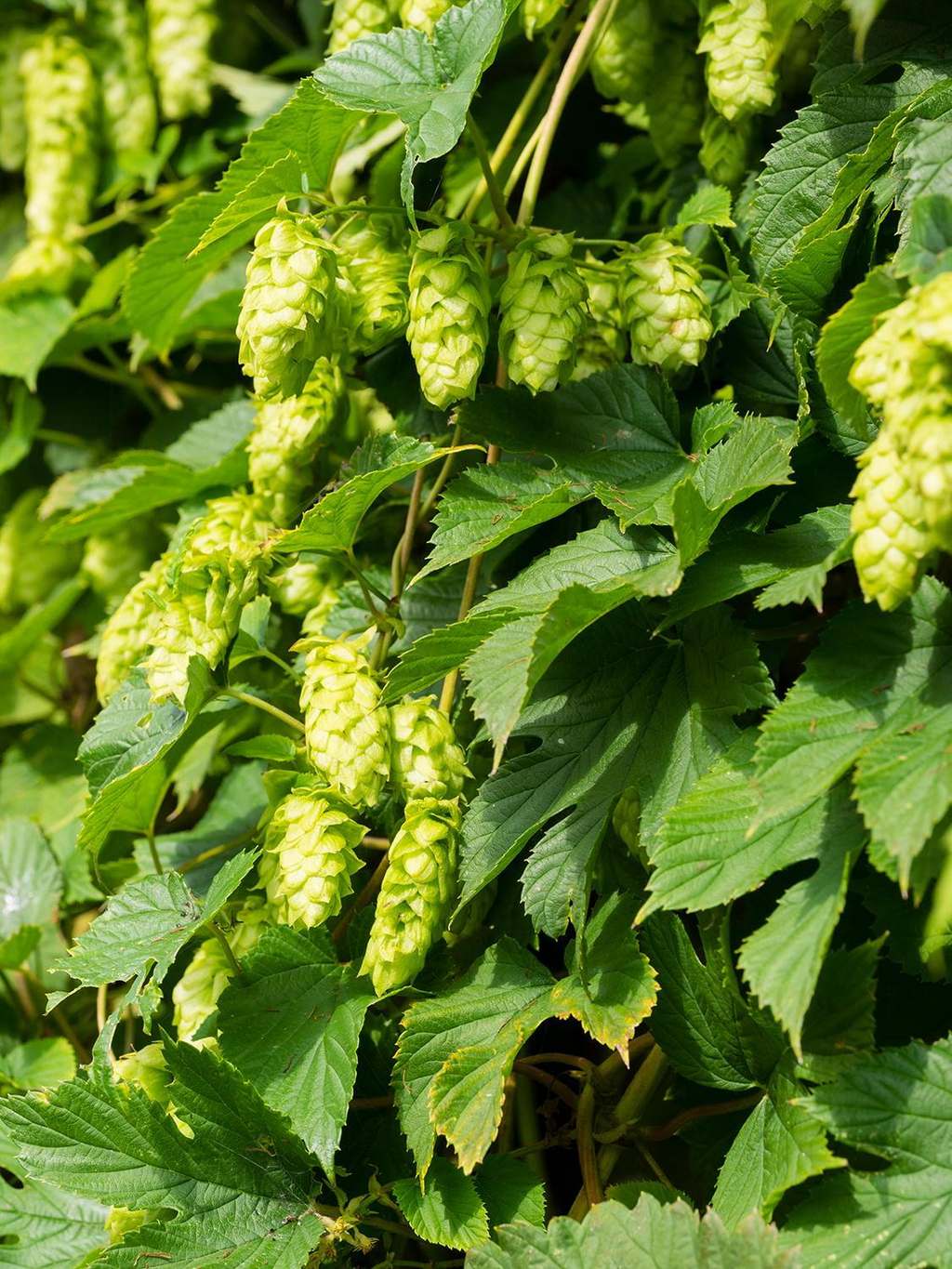 5 Saaz Hops Seeds | Humulus lupulus | Non-GMO Hop Vine for Vertical Gardens, Trellises & Landscapes | Fast-Growing Climber