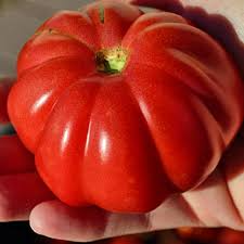 25 Ruffled Tomato Seeds | Exotic Heirloom Solanum lycopersicum | Grow Beautiful Ribbed Tomatoes for Salads, Sauces & Gardens