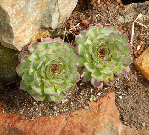 Sempervivum Tectorum Hens and Chicks - 20 Succulent Cuttings, 1-1.5 Inches