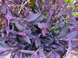 Tradescantia pallida Cuttings - 10 Count - Purple Heart Plant - 4-6" Length