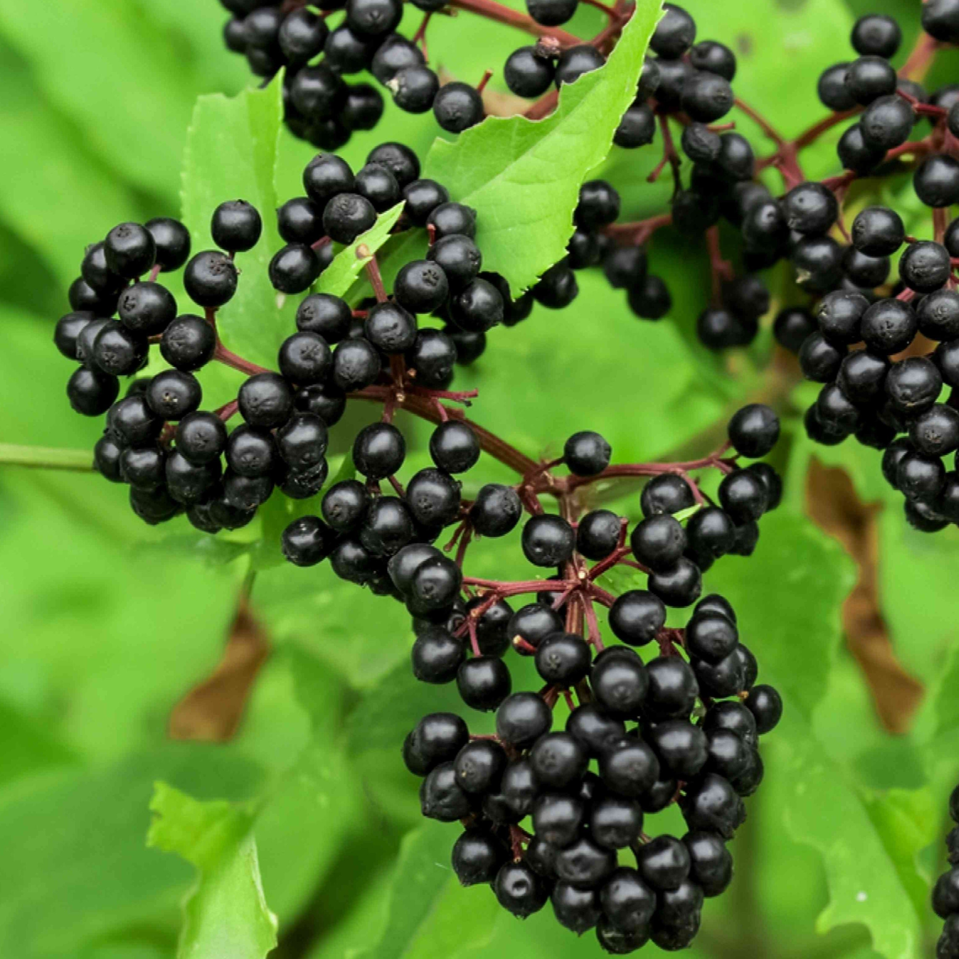 Adams Elderberry Cuttings - 12 Unrooted Stems, Fast-Growing Fruit Bush, White Flowers & Dark Blue Berries for Jams/Jelly, Zones 3-9