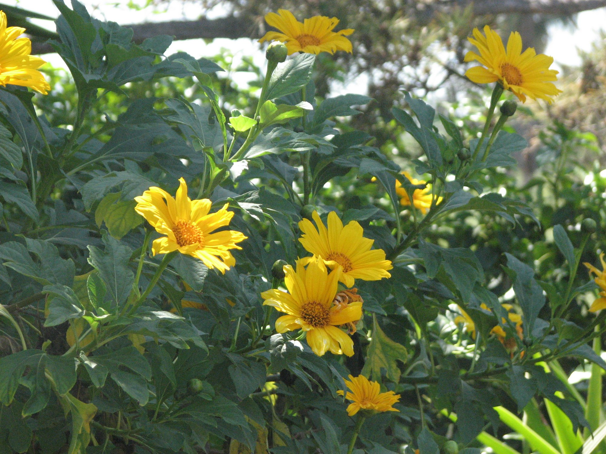 Tithonia Diversifolia 4 Live Rooted Cuttings - Mexican Sunflower - Fast Growing - Chop & Drop Mulch - Pollinator Magnet