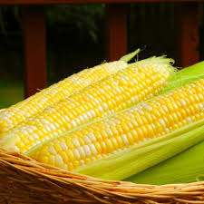 100 Ambrosia Sweet Corn Seeds | Zea mays | Non-GMO Bicolor Corn for Gardens | Tender, Juicy Ears with Sweet Flavor