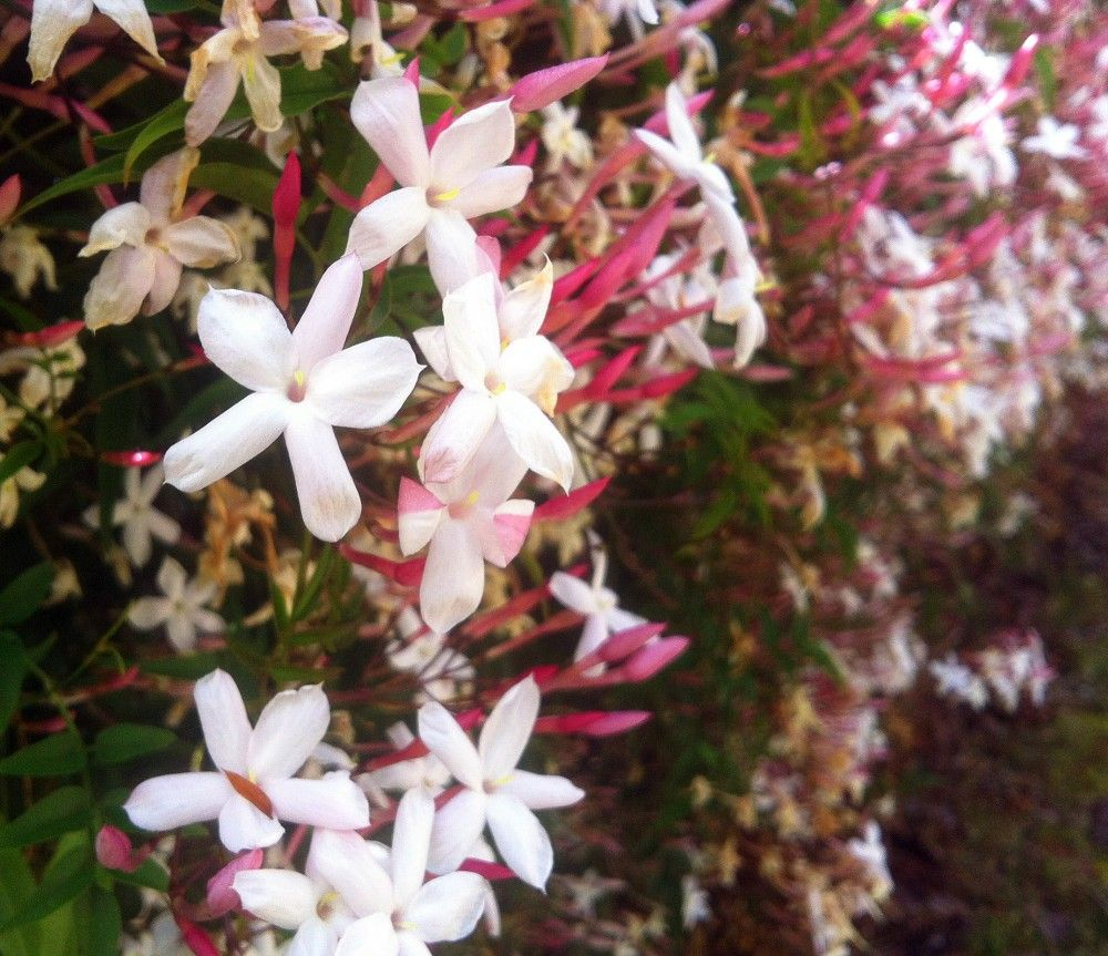 Pink Jasmine Cuttings - 4+ Unrooted Stems - Jasminum polyanthum - Fragrant Climbing Vine - USPS Shipping