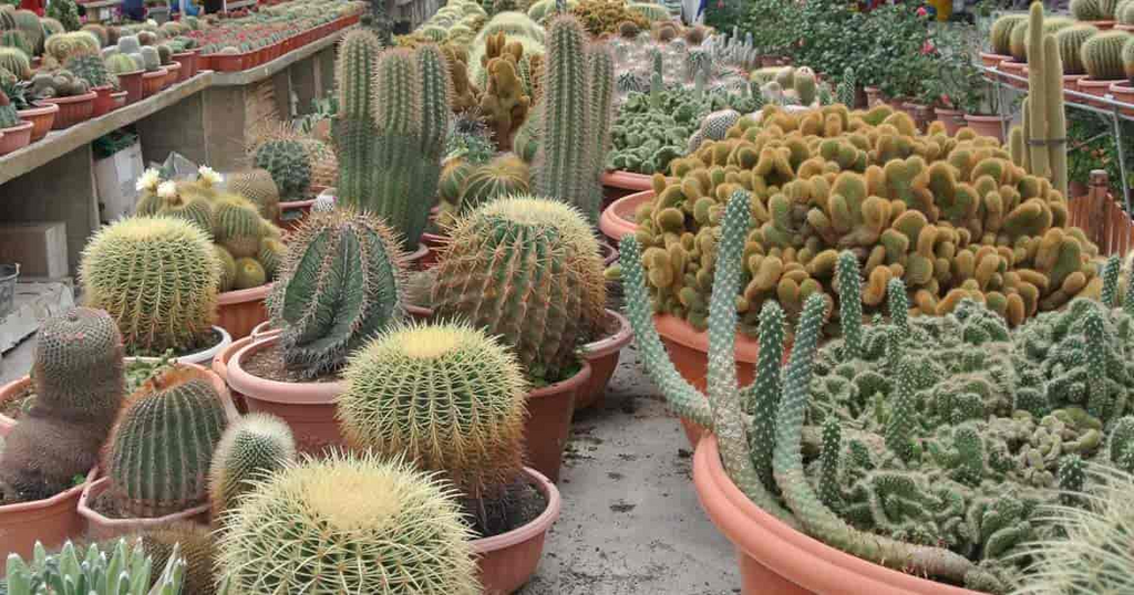 Lot of 10 Varieties Random Pick Cactus Unrooted Cuttings Bundle - Assorted Succulent Cuttings, Perfect for Propagation & Collection