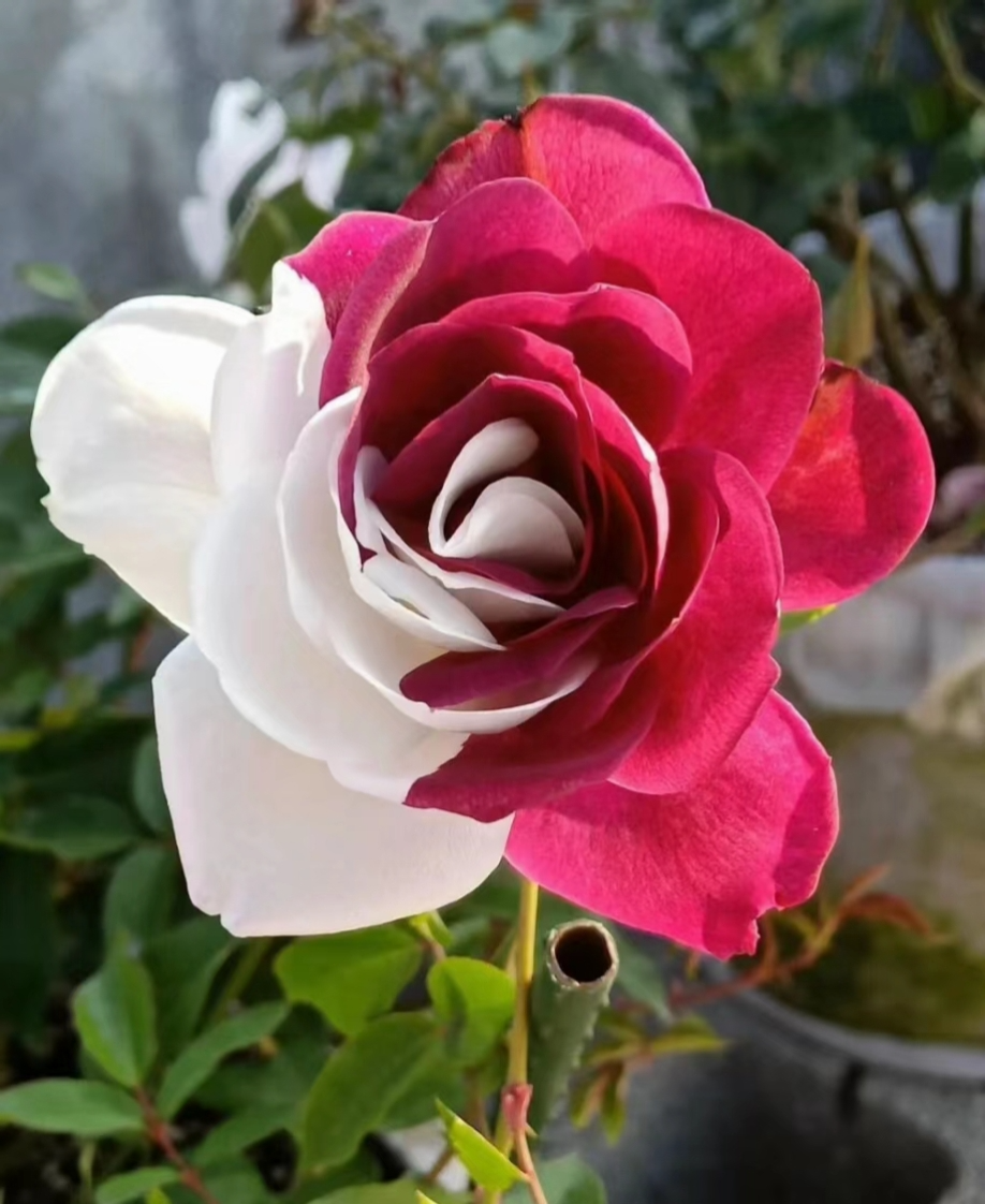 20 Red & White Rare Twin Rose Seeds - Unique Bicolor Blooms - Fragrant Perennial Flower - Easy to Grow - Heirloom Variety