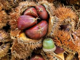 20 Dunstan Chestnut Seeds - Hybrid American-Chinese | Castanea dentata x mollissima | Edible Nut Tree Seeds for Planting