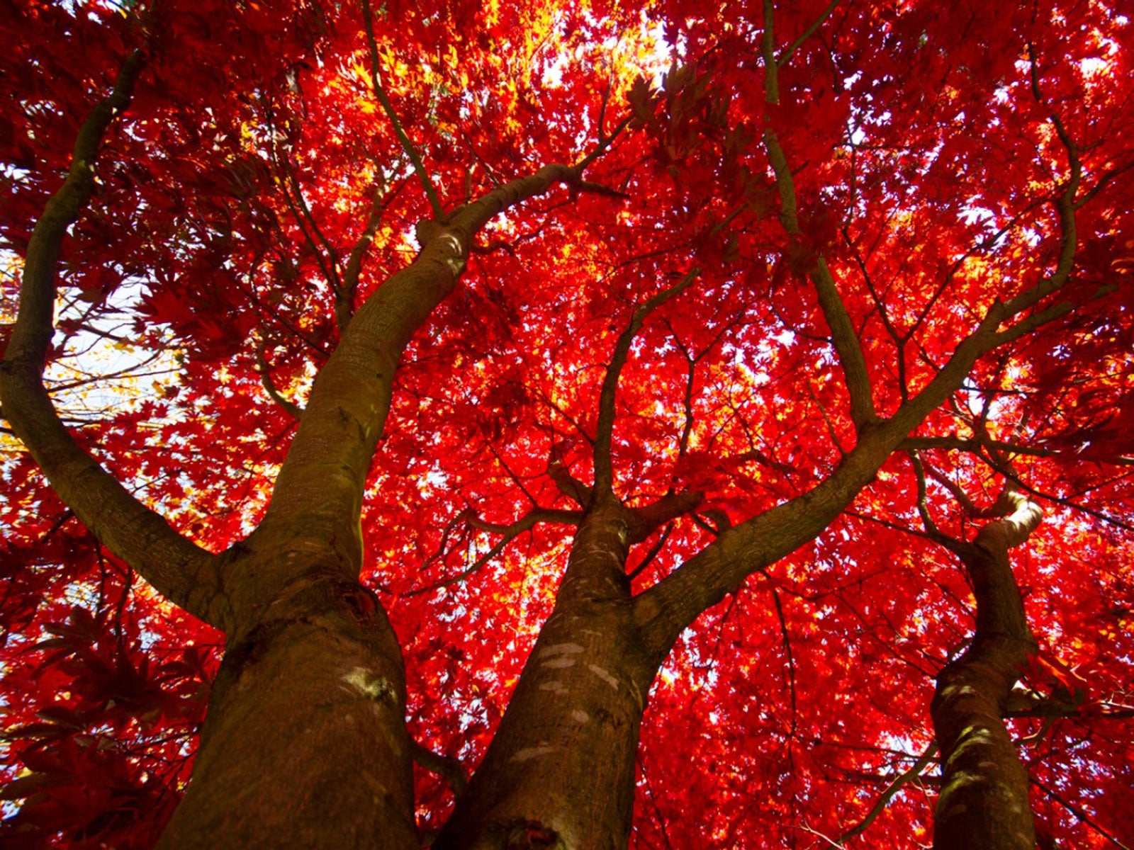 Red Maple Tree Cuttings, Acer rubrum, 12 Live Clippings, Color-Changing Foliage, USDA Zones 3-9, Wildlife Habitat