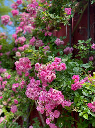 Peggy Martin Rose 5 Cuttings - 7-8" Thornless Climber - Disease Resistant - Spring/Fall Blooms -  - Fast Grower