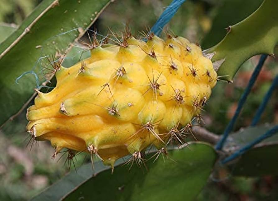Yellow Dragon Fruit Cutting - 1 Rare Pitaya Stem, Sweet Tropical Fruit, Fast-Growing Cactus, Self-Pollinating, Zones 10-11, No Roots