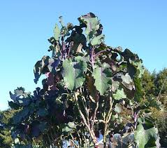 2 Unrooted Perennial Purple Tree Kale Cuttings - Brassica oleracea, Purple Tree Collard, Edible Perennial, Rare Garden Cutting