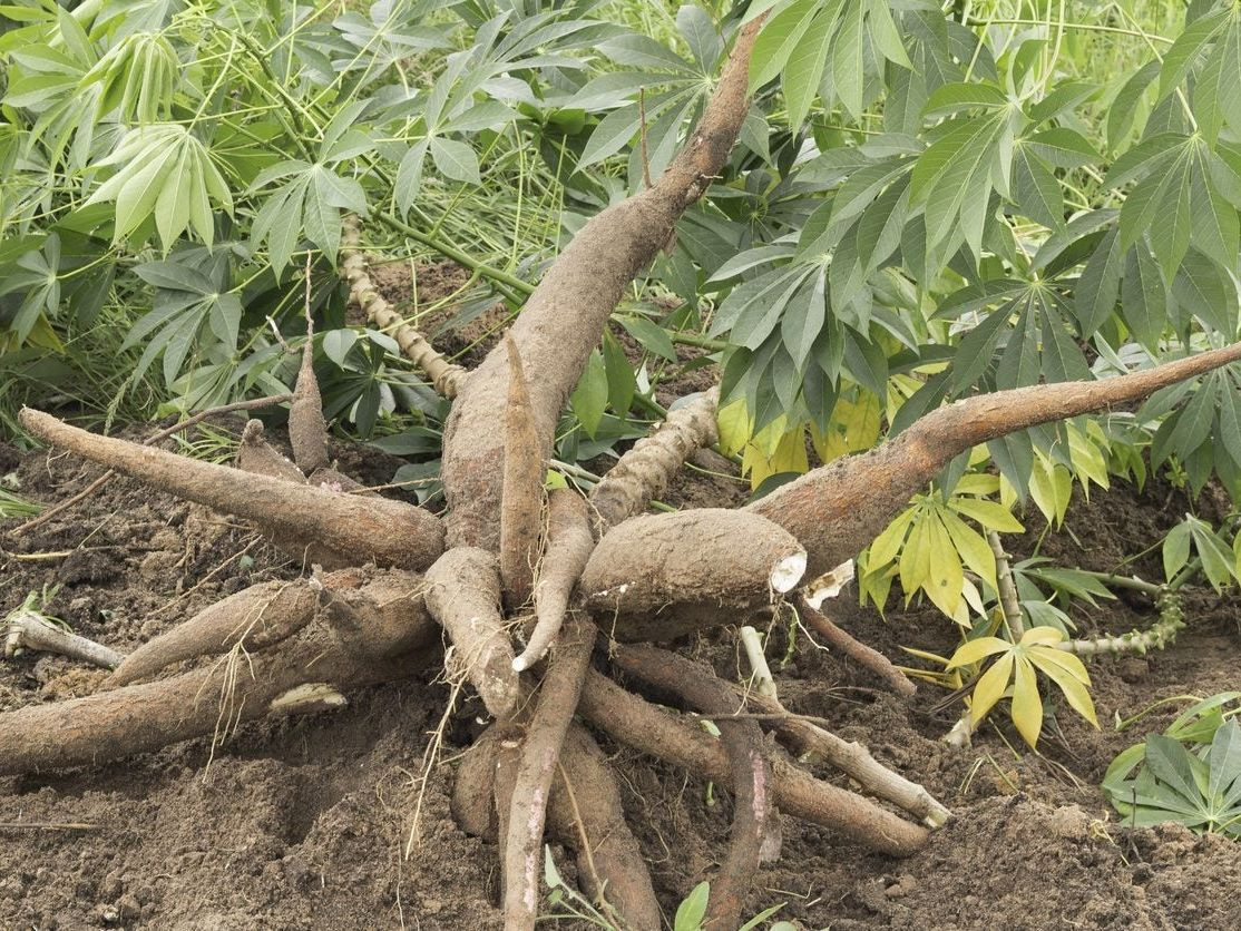 Yucca Cassava Cuttings (5) 5-8 Inch Stems w/Rooting Hormone - Tropical Edible Plant