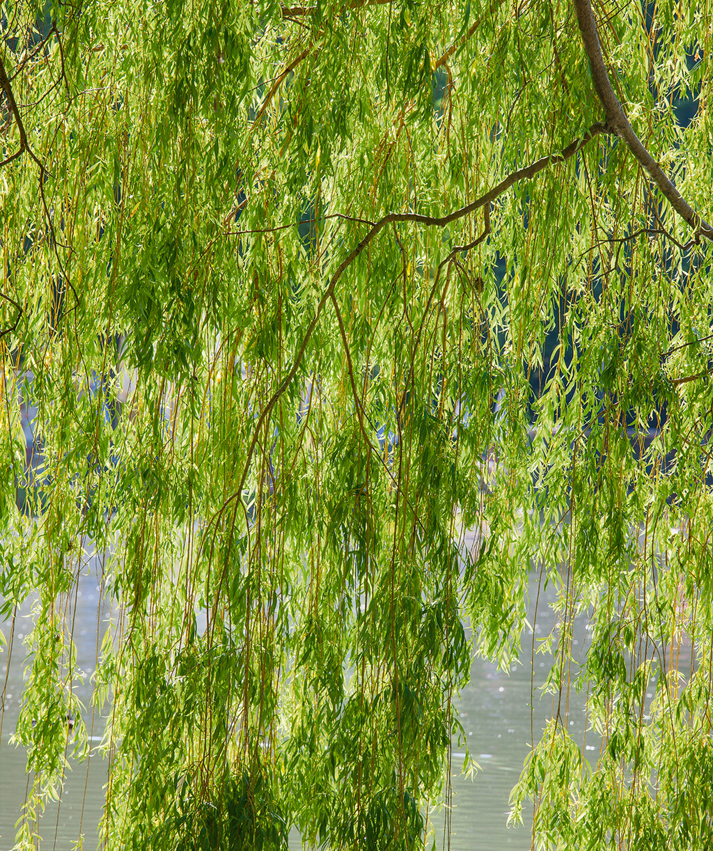 Salix babylonica Cutting, Weeping Willow Bonsai Stock, Thick Trunk, Deciduous Tree, USDA Zones 6-8
