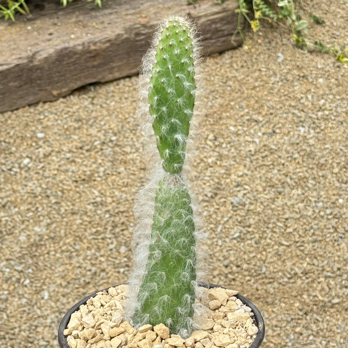 Opuntia 'Snow' Cuttings - 2 Pcs 4-7", Fuzzy Prickly Pear, Extreme Cold & Drought Tolerant, Edible Pads/Fruit, CA Native, Pollinator Magnet
