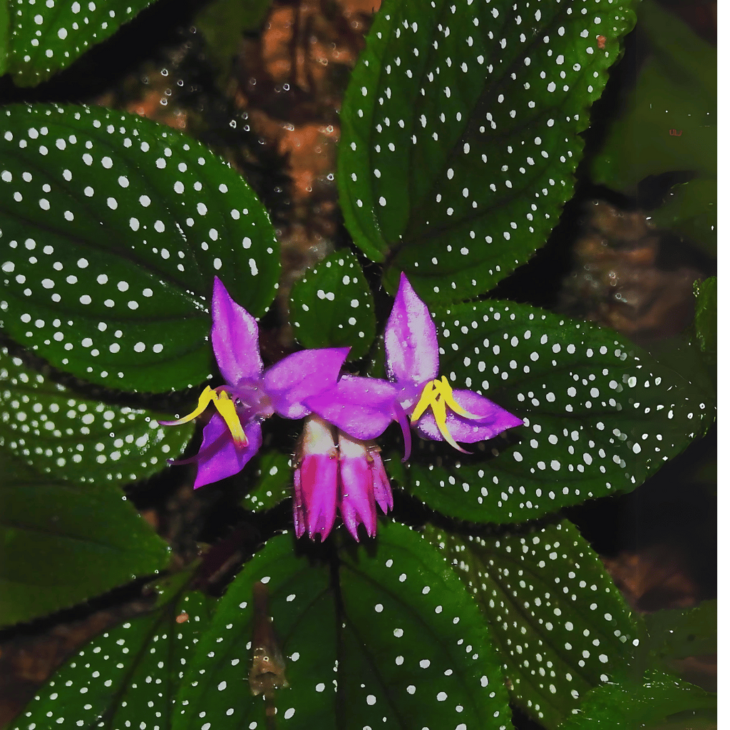 Sonerila 'Galaxy' Terrarium Plant - Rare Melastomataceae - Potted w/Roots - Low/Medium Light - US Grown