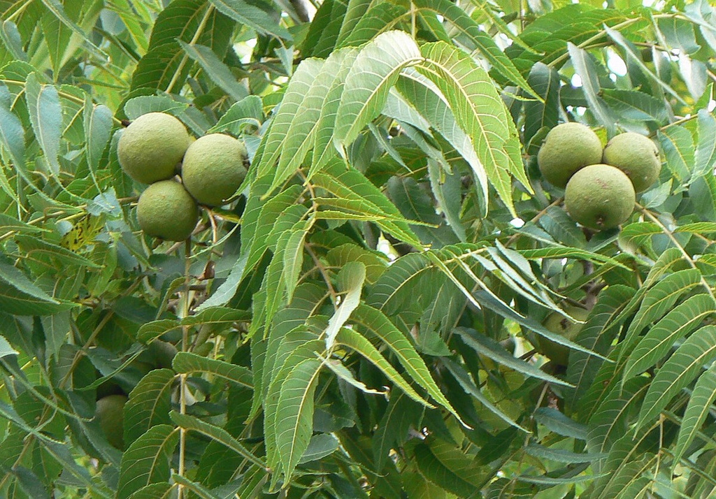 1 Black Walnut Tree - Juglans nigra | 12–24” Live Bare Root Plant | Hardy Native Nut Tree for Shade & Edible Landscapes