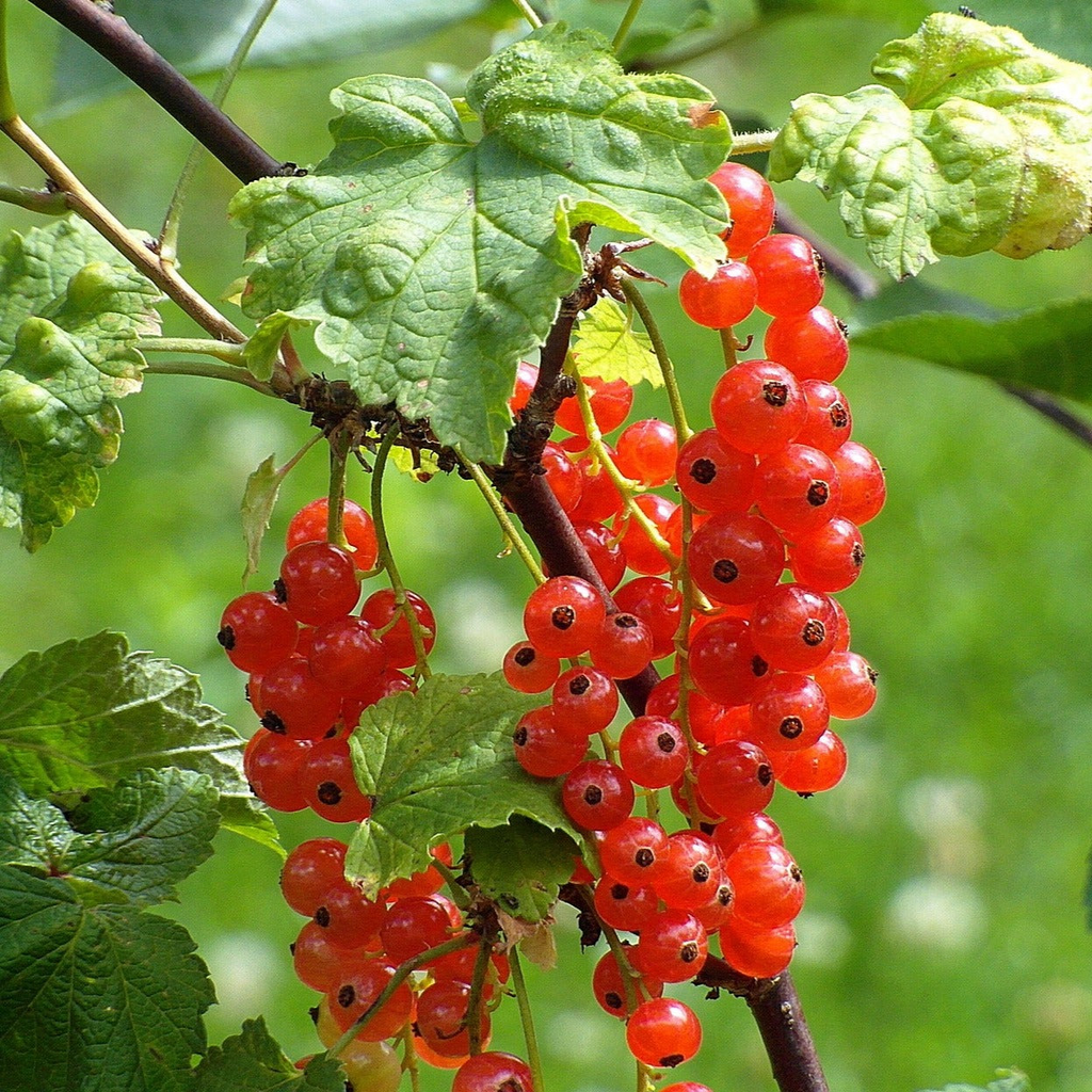 Red Lake Currant Rooted Cuttings, Ribes rubrum, Bare Root Dormant Plants, Fruit Shrub for Jams & Baking, 6-8" Tall