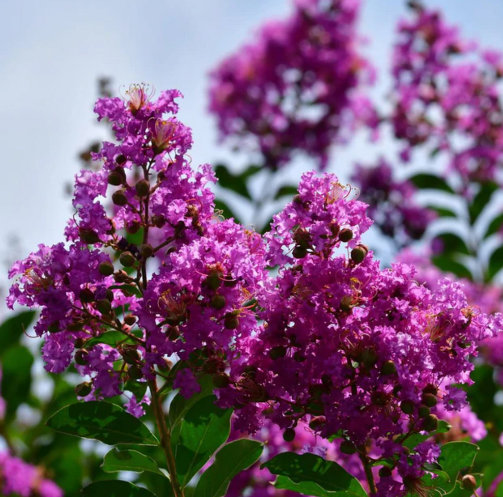 Dark Purple Crepe Myrtle Live Plants - 2 Rooted Bushes/Trees, 8" Flower Clusters, Fast Growing, Drought Tolerant, Zones 7-10, Bare Root