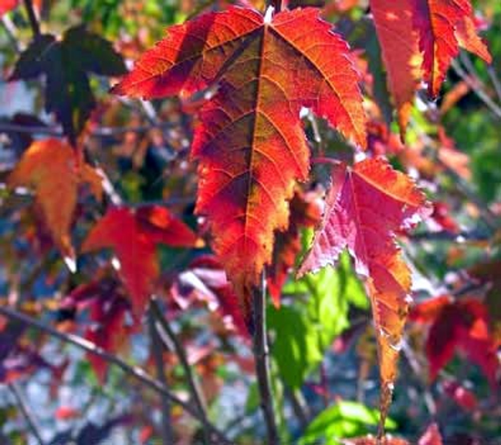 Amur Maple Acer Ginnala – 20 Alaskan Grown Seeds | Easy-to-Grow Hardy Tree, Red Fall Foliage, USA Seller