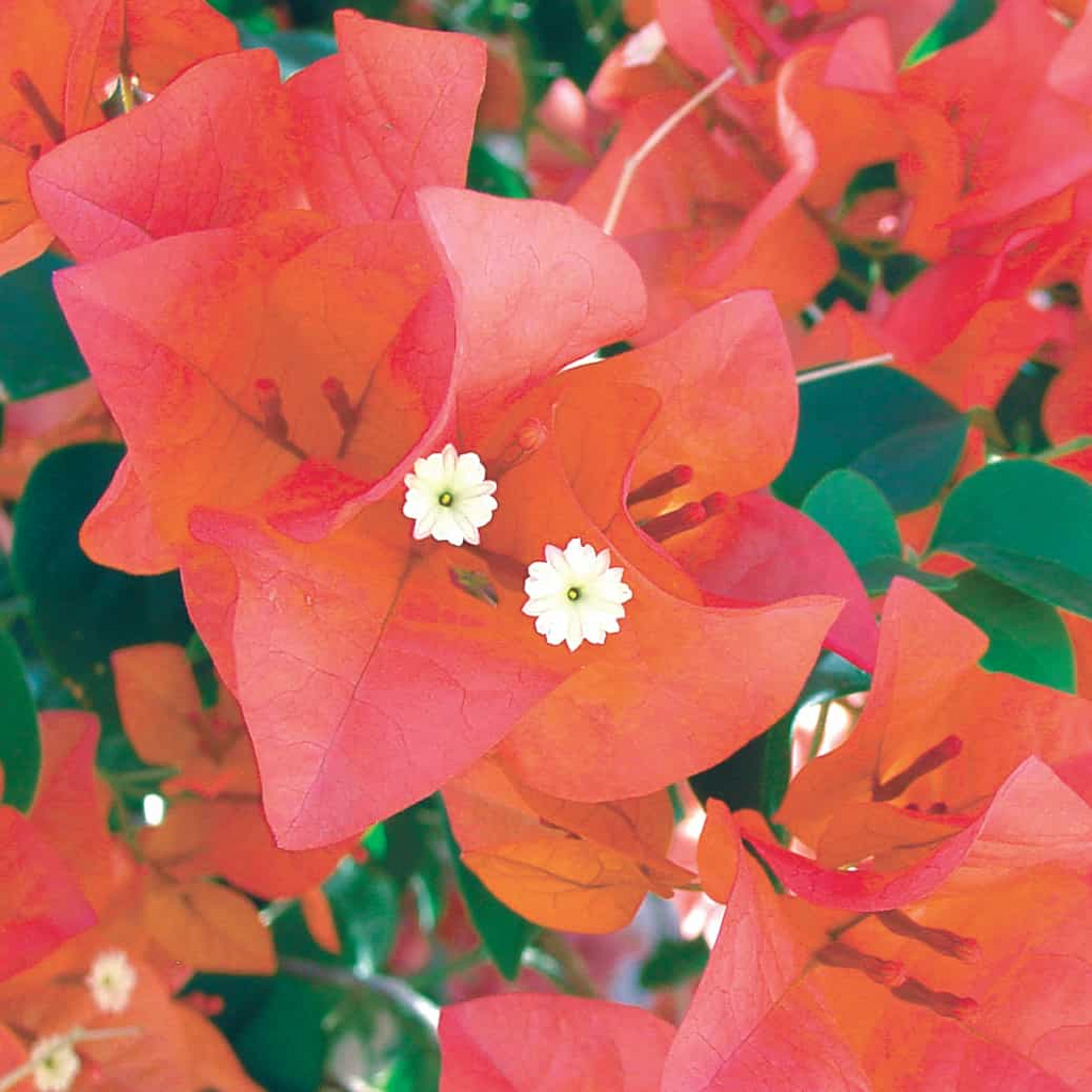 12 Organic Unrooted Cuttings Pink Orange After Glow Bougainvillea - Vibrant, Healthy, Perfect for Planting & Propagation