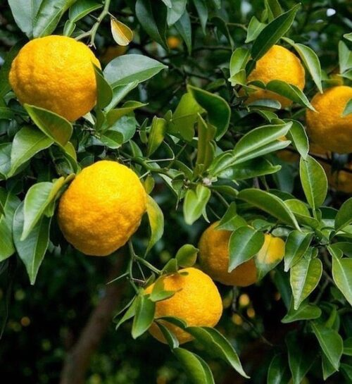 Citrus junos Cuttings - 3 Count - Yuzu - Cold Hardy Citrus - Fragrant Fruit