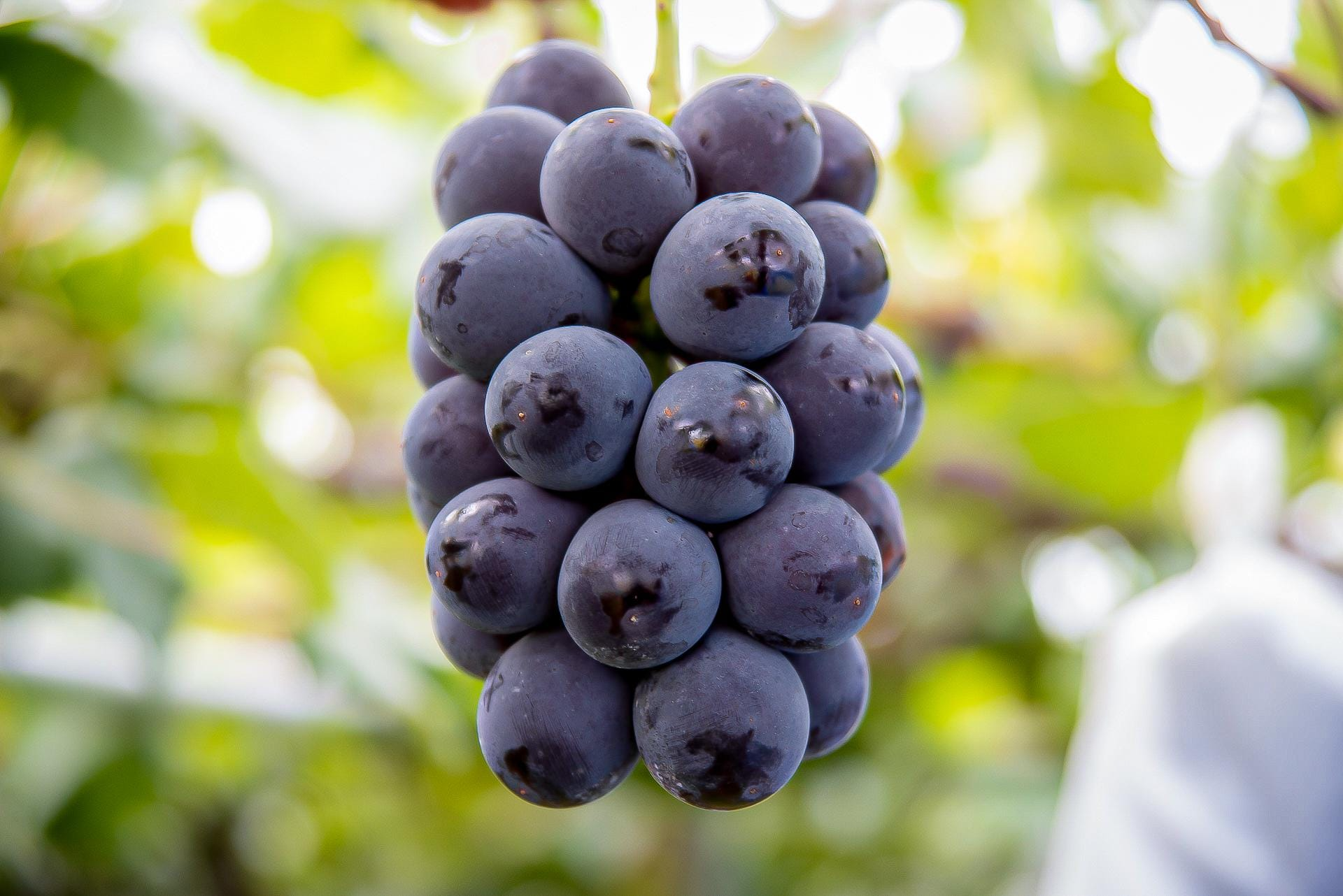 Vitis 'Kyoho' Cuttings, 6 Hardwood Stems, Japanese Table Grape, USDA Zones 6-9