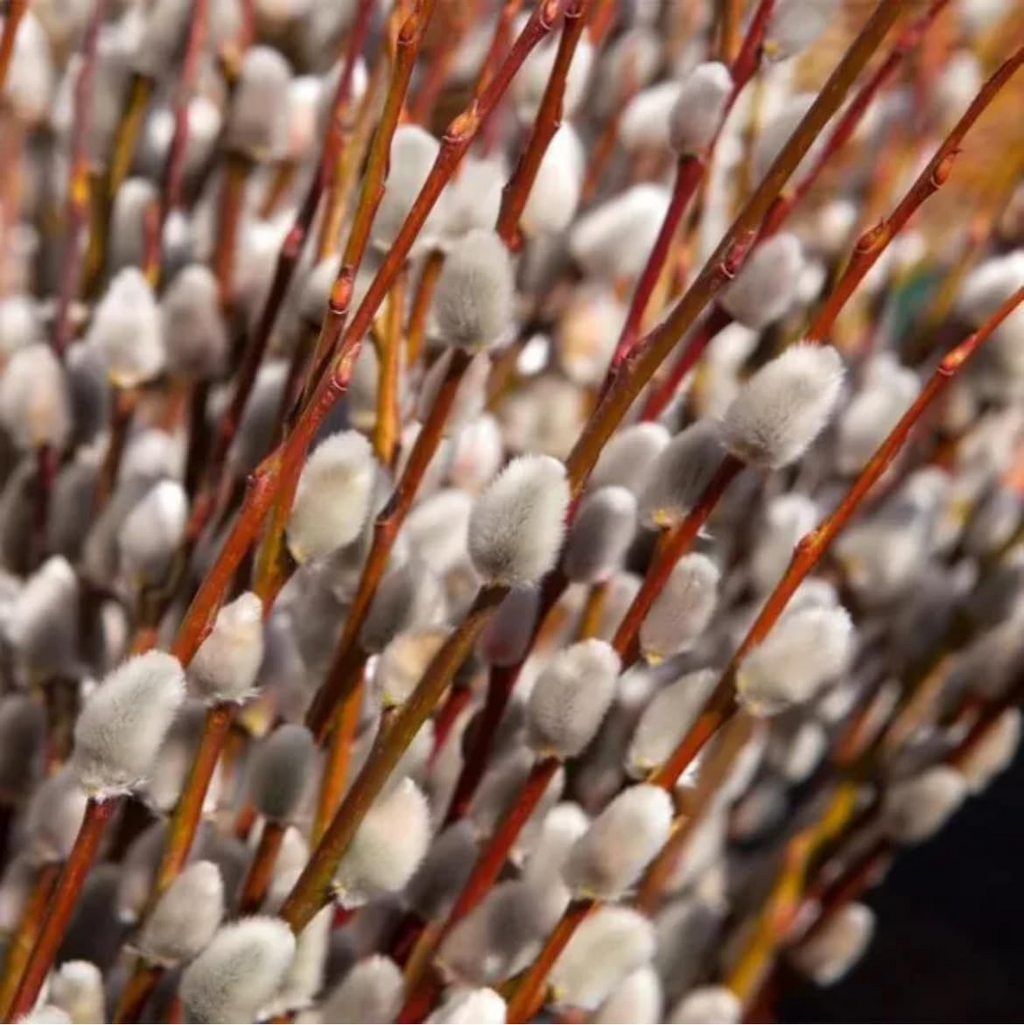 1 French Pussy Willow Shrub - Salix caprea | 1-2 ft Tall | Bare Root Deciduous Shrub | Early Blooming Landscape Plant