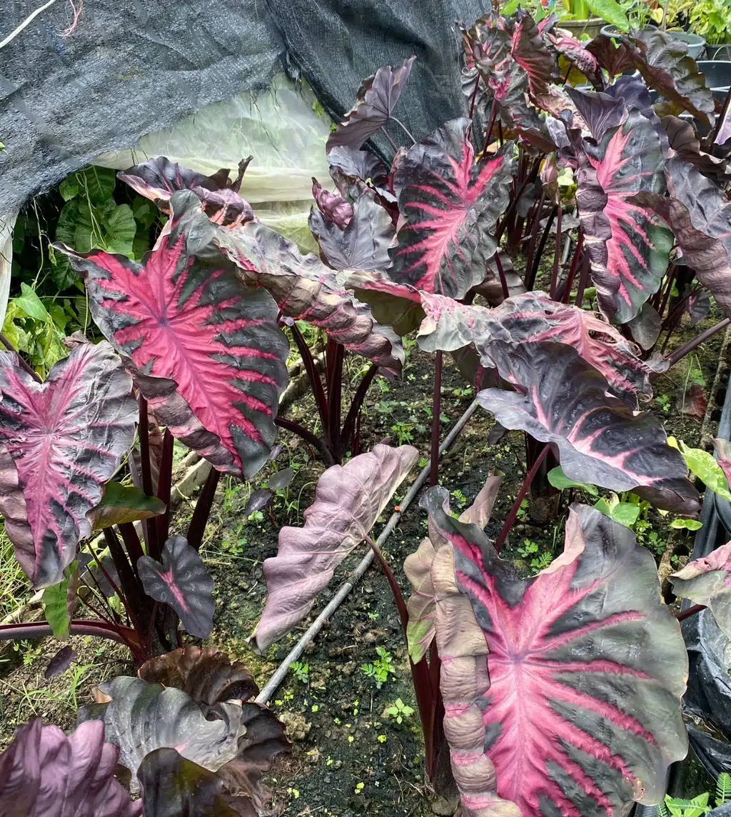 Redemption Colocasia Esculenta Elephant Ear Small Rooted Starter Plant 4-8 Inch