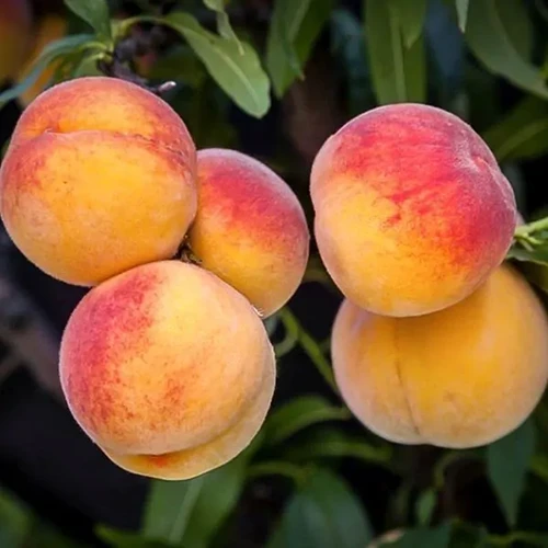 Elberta Peach Tree Cuttings - 4 Live 7+ Inch Cuttings, Prunus persica, Fruit Tree Propagation