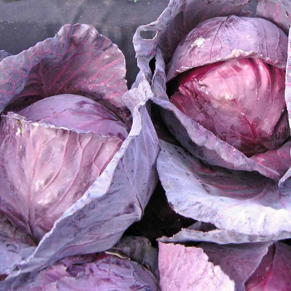 250+ Red Acre Cabbage Seeds | Brassica oleracea | Non-GMO Heirloom Red Cabbage for Garden Beds & Cool Season Harvests