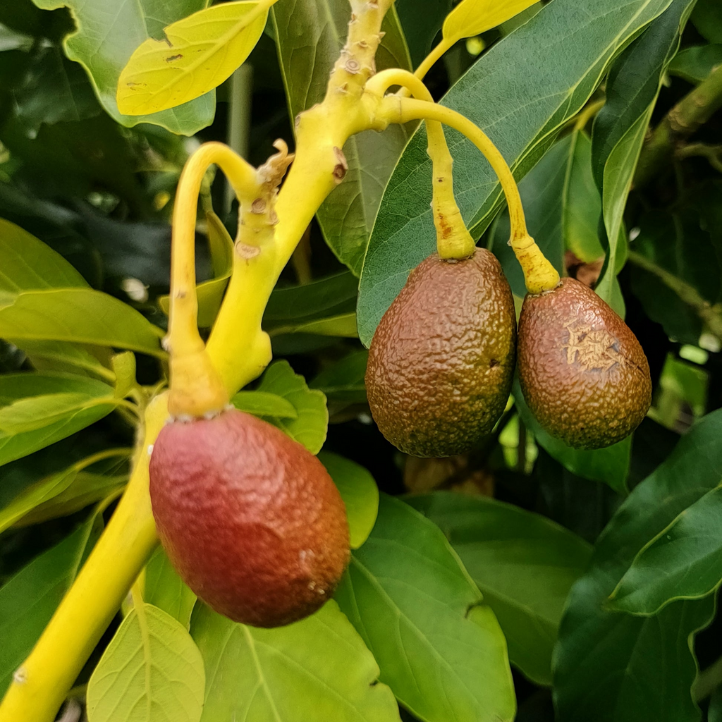 5 Rare Cleopatra Avocado Unrooted Cuttings Scions, Wax Dipped, Persea americana, Fruit Tree, Rare Varieties for Gardening