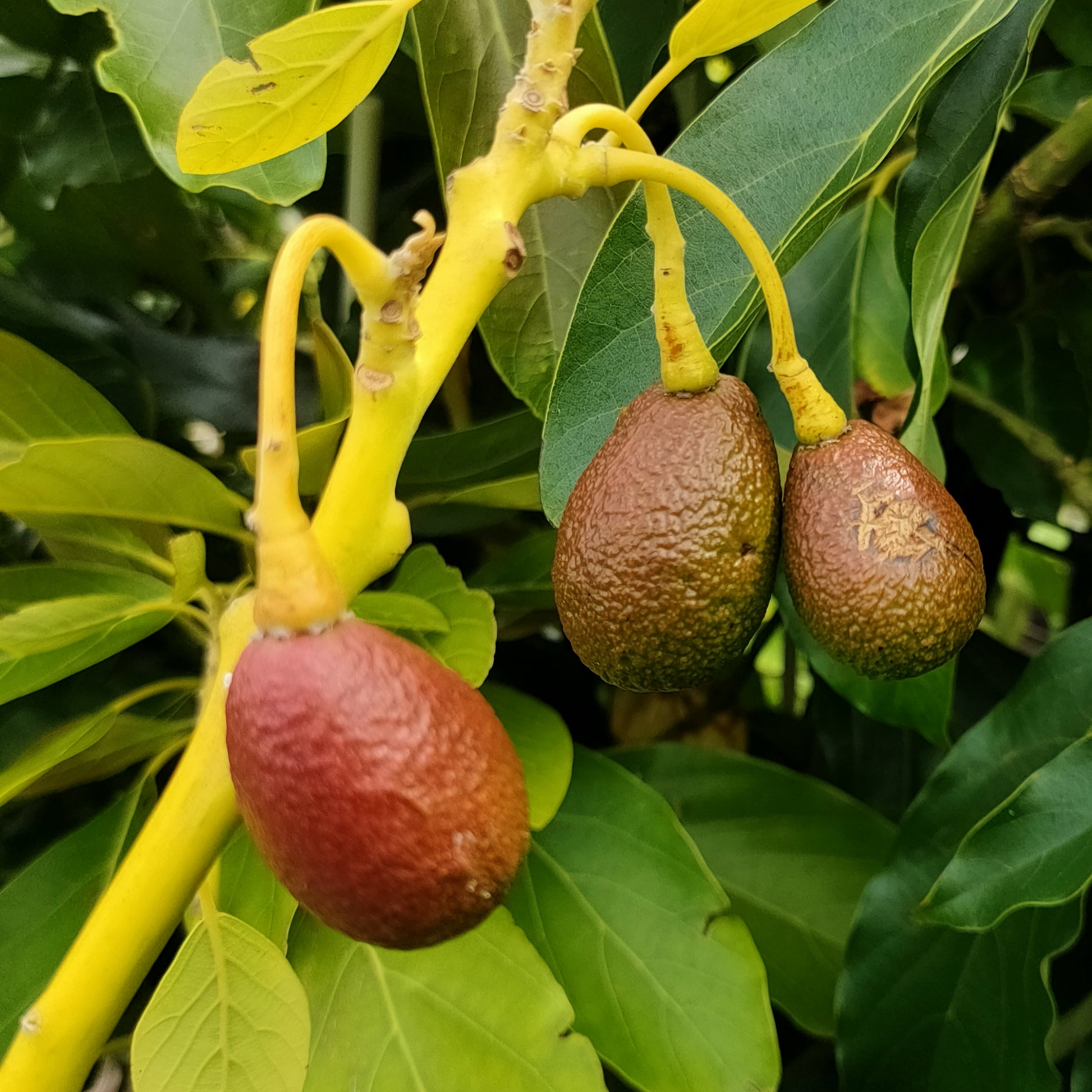 5 Rare Cleopatra Avocado Unrooted Cuttings Scions, Wax Dipped, Persea americana, Fruit Tree, Rare Varieties for Gardening