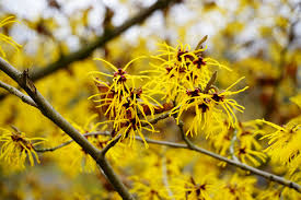 3 Witch Hazel Shrubs - Hamamelis virginiana | 12–18” Live Bare Root Plants | Native Flowering Shrub for Fall Color & Wildlife