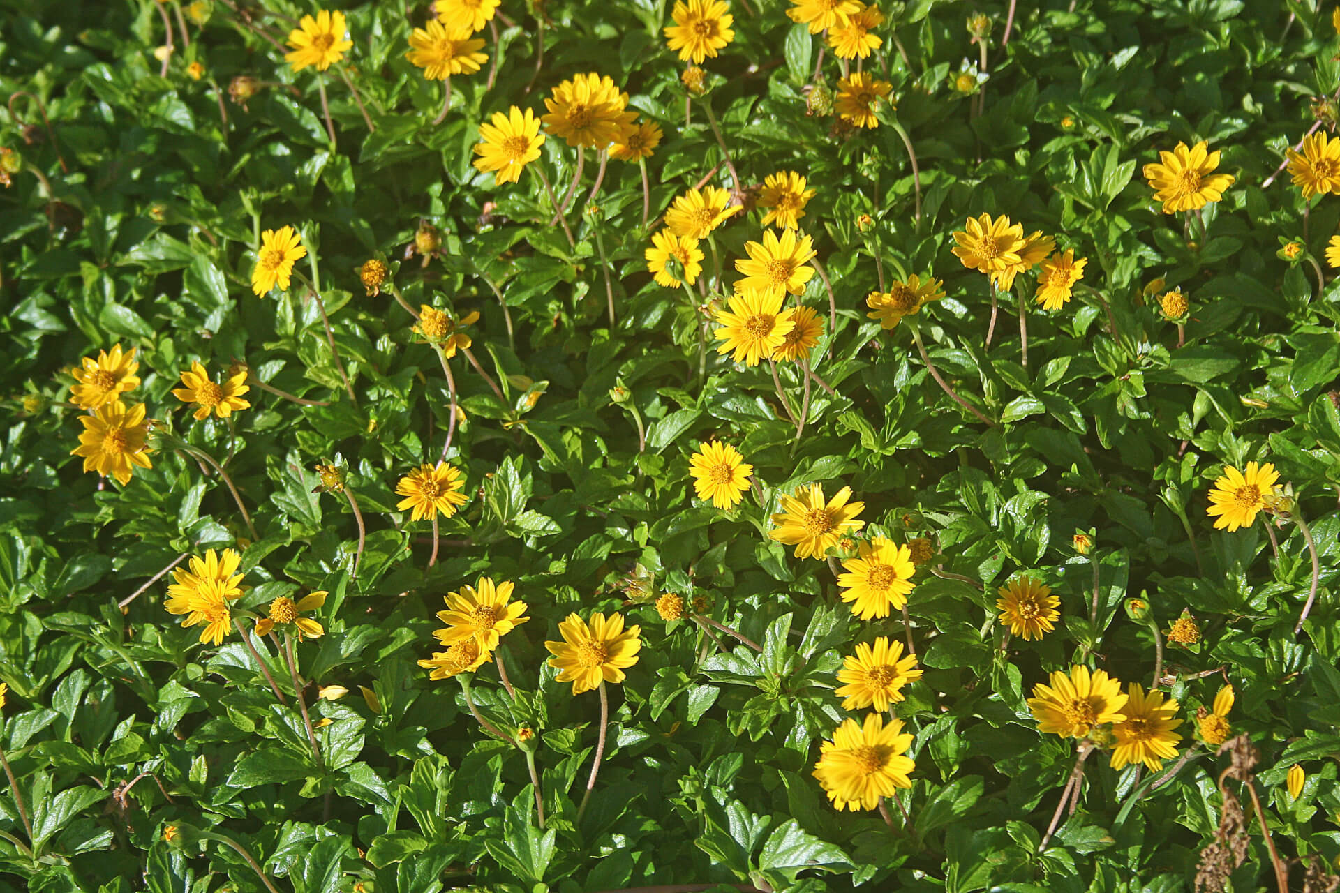 Wedelia Trilobata Plants, 100 Rooted Vines, Yellow-Orange Flowers, Ground Cover, USDA Zones 8-11, Fast Growing