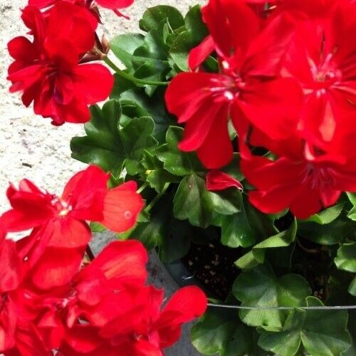 Ivy Geranium 'Mountie Red' - 8 Unrooted Cuttings for Propagation