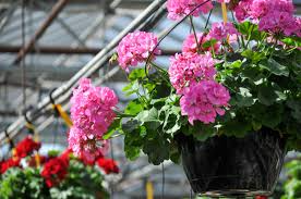 12 Hardy Fragrant Pink Flower Geranium Unrooted Cuttings - Ideal for Propagation, Container Plants, Garden Borders, and Pollinator-Friendly